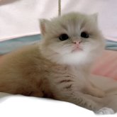 スコティッシュフォールド(立ち耳)