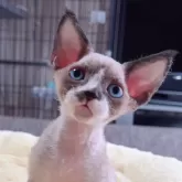 デボンレックス