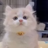 スコティッシュフォールド(立ち耳)