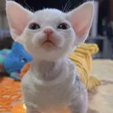 デボンレックス