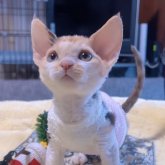 デボンレックス