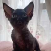 デボンレックス