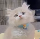 スコティッシュフォールド(立ち耳)