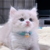 スコティッシュフォールド
