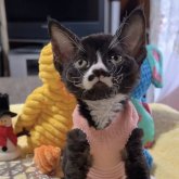 デボンレックス