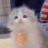 スコティッシュフォールド(折れ耳)