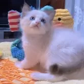 ラグドール【岐阜県・男の子・2025年9月24日・シールポイントバイカラー】の写真2