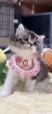 スコティッシュフォールド(立ち耳)【岐阜県・女の子・2026年2月18日・ブラウンタビー&ホワイト】の写真2