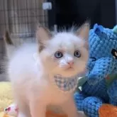 ラグドール【岐阜県・男の子・2025年9月24日・シールポイントバイカラー】の写真3