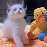 ラグドール【岐阜県・女の子・2025年9月24日・シールポイントバイカラー】の写真7