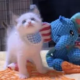 ラグドール【岐阜県・男の子・2025年9月24日・シールポイントバイカラー】の写真8