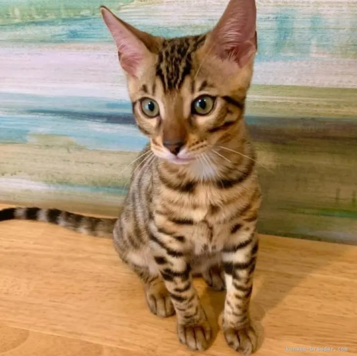 ID：2207-00517の子猫