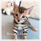 ベンガル