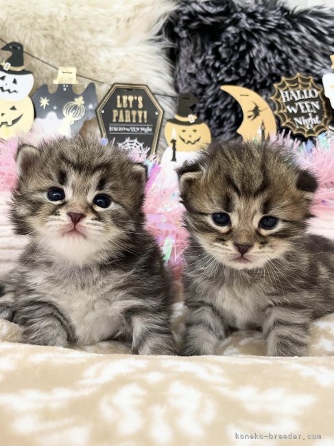 山口靖弘ブリーダーのブログ：⭐️サイベリアン専門店⭐️ふわふわベイビー産まれました🍼