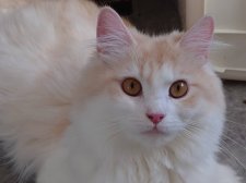 サイベリアン【・女の子・2023年6月8日・カメオタビー&ホワイト】