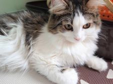 サイベリアン【・女の子・2019年8月16日・ブラウンタビー&ホワイト】