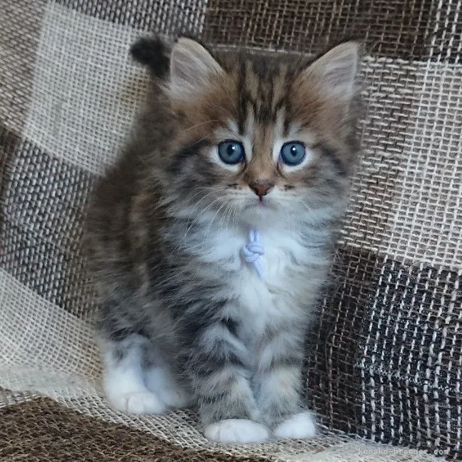 ID：2106-01541の子猫