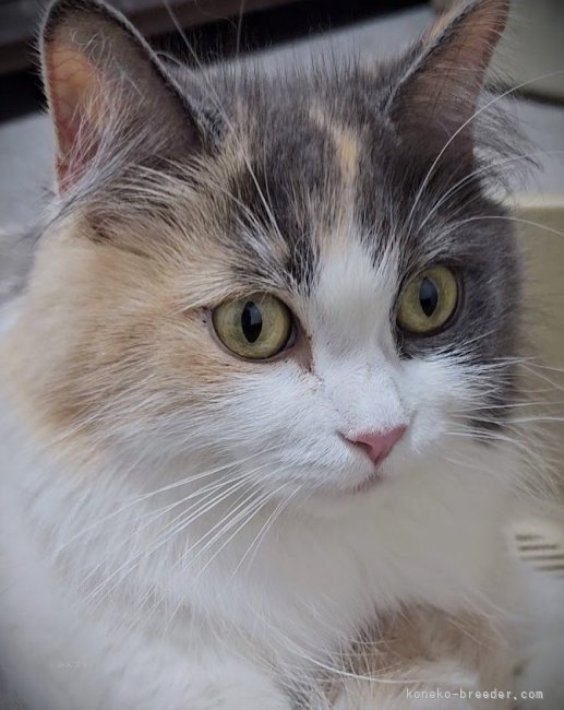 サイベリアン【・女の子・2019年8月16日・ダイリュートキャリコ】