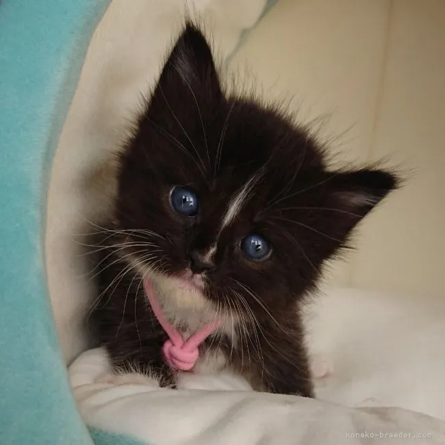 とらこ 様のお迎えした子猫