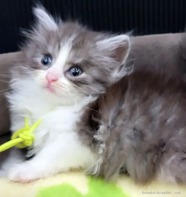 ID:2107-00170の子猫