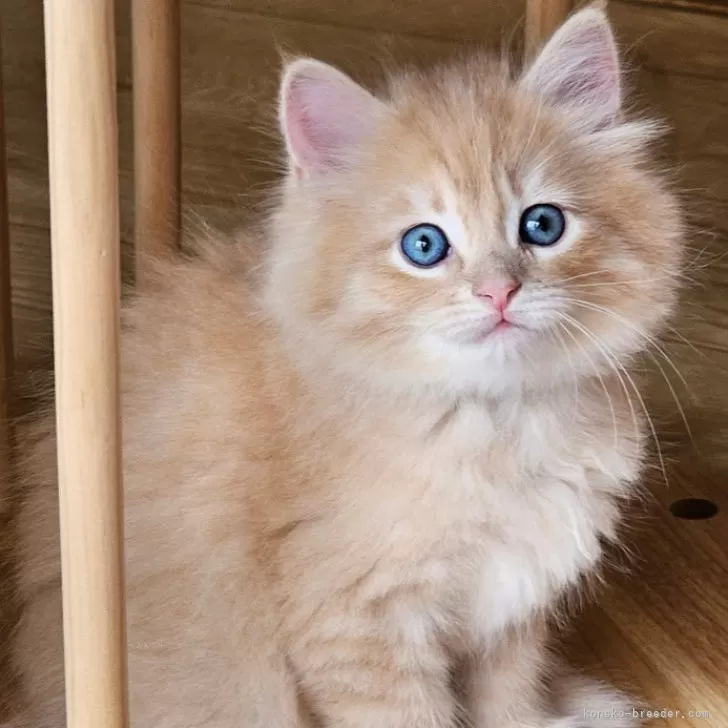 ID:2404-01737の子猫