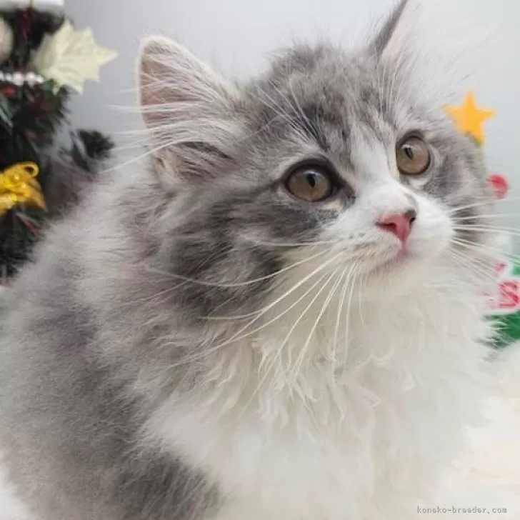 ID:2411-00612の子猫