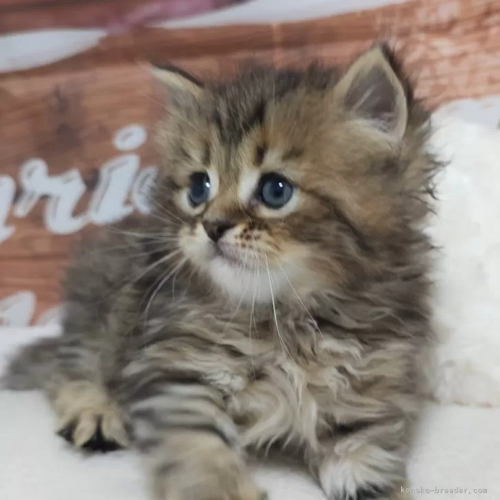 ID：2412-00051の子猫