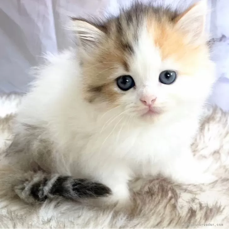 ID：2406-00780の子猫
