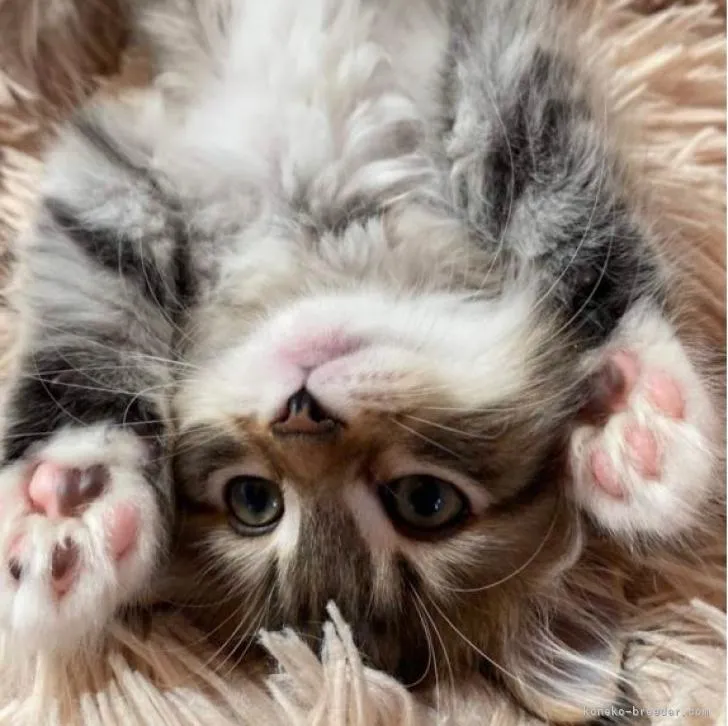 ID：2301-02195の子猫
