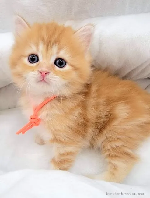 ID：2110-02415の子猫