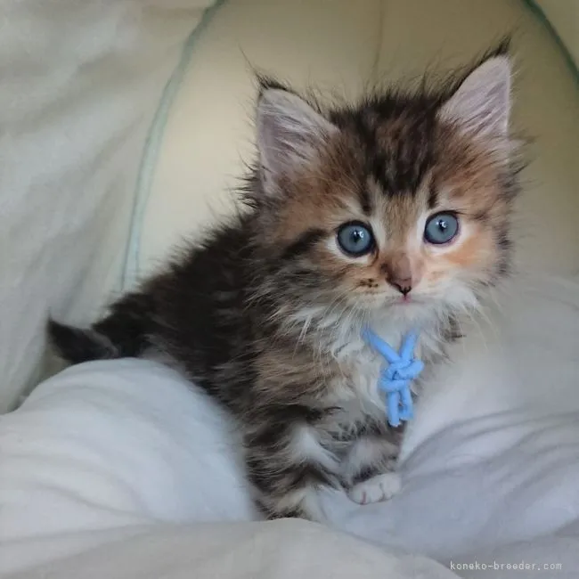 ID:2107-01688の子猫