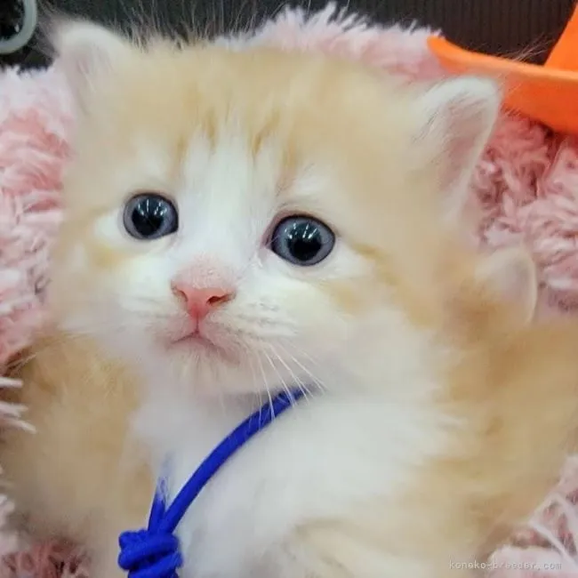 ID:2111-00154の子猫