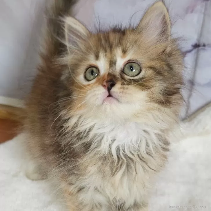 ID：2409-01358の子猫