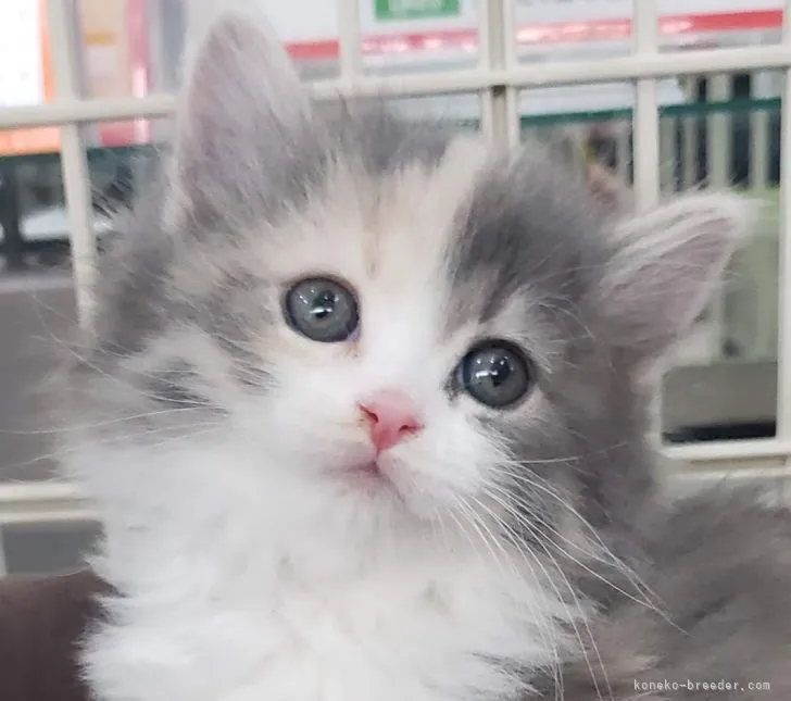 なな 様のお迎えした子猫