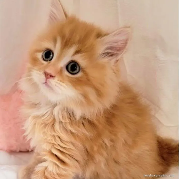 ID：2303-00913の子猫