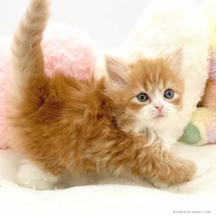ID：2312-01258の子猫