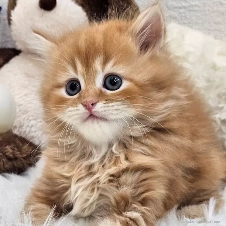 ID：2408-00336の子猫