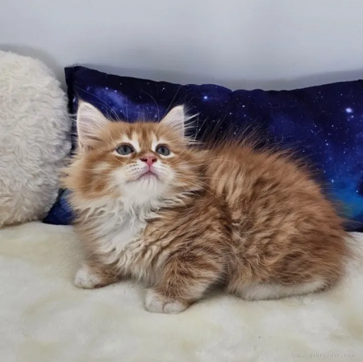 ID：2308-01861の子猫