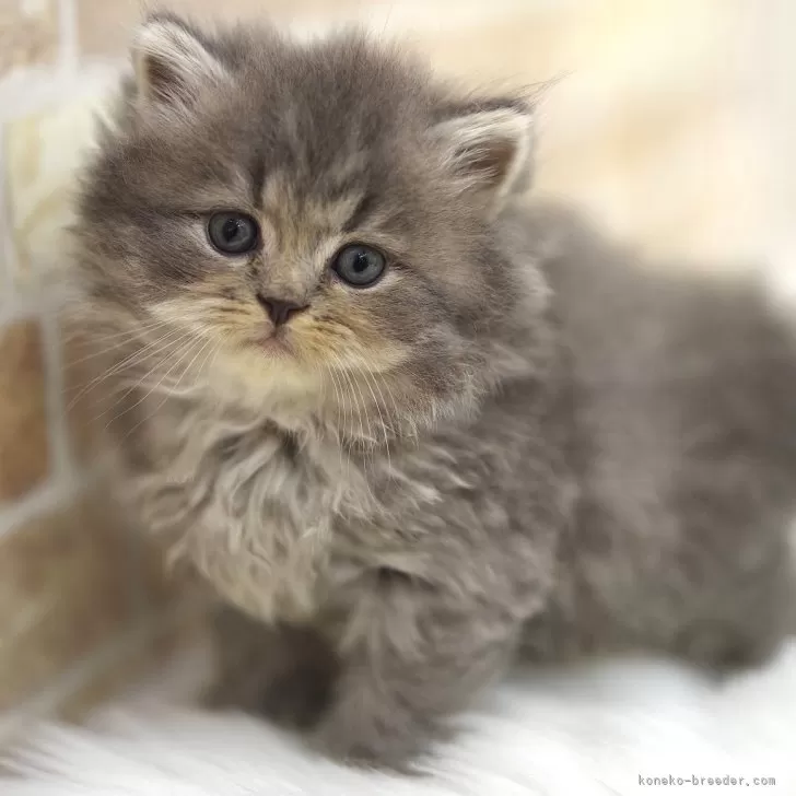 ID:2412-01504の子猫