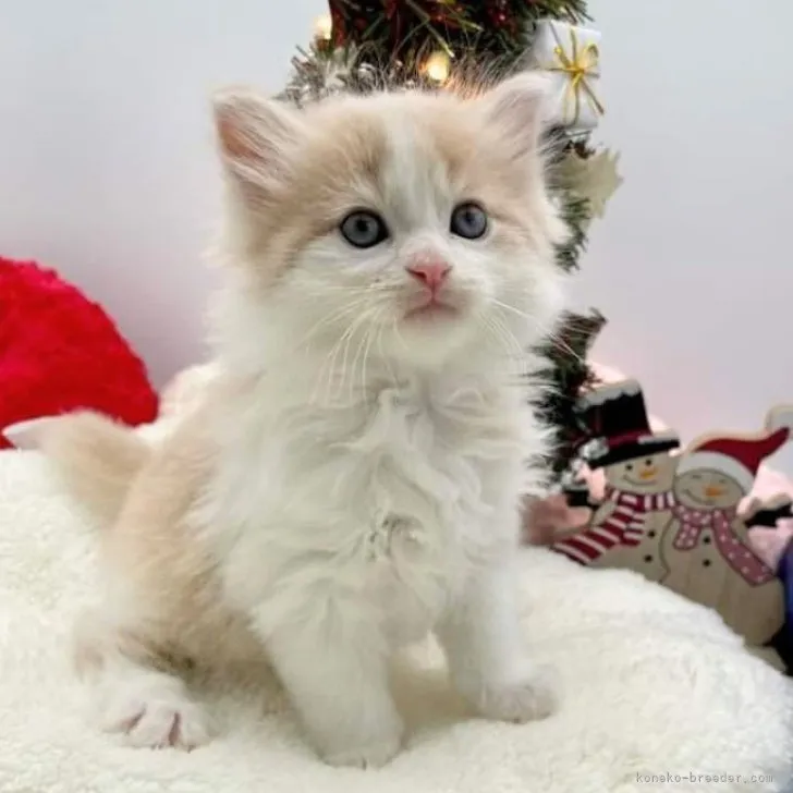 ID：2310-02938の子猫