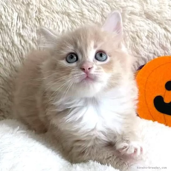 ID:2409-02180の子猫