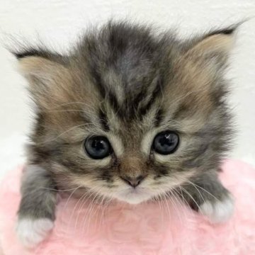 サイベリアン【埼玉県・男の子・2024年5月17日・ブラウンタビー】の写真「💞あまえんぼうの元気な男の子💞」
