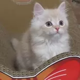 サイベリアン【埼玉県・男の子・2024年8月3日・クリームタビー】の写真1