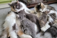 サイベリアン【・女の子・2019年8月16日・ブラウンタビー&ホワイト】