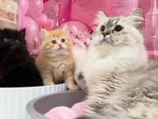 サイベリアン【・女の子・2023年11月1日・ブルーリンクスポイント】