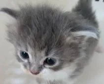 サイベリアン【埼玉県・女の子・2021年3月21日・ブルータビー&ホワイト】の写真5