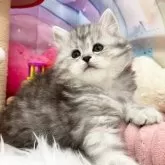 サイベリアン【埼玉県・女の子・2025年9月1日・シルバータビー】の写真8