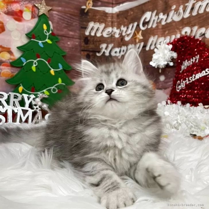 サイベリアン【埼玉県・女の子・2025年9月1日・シルバータビー】の写真1