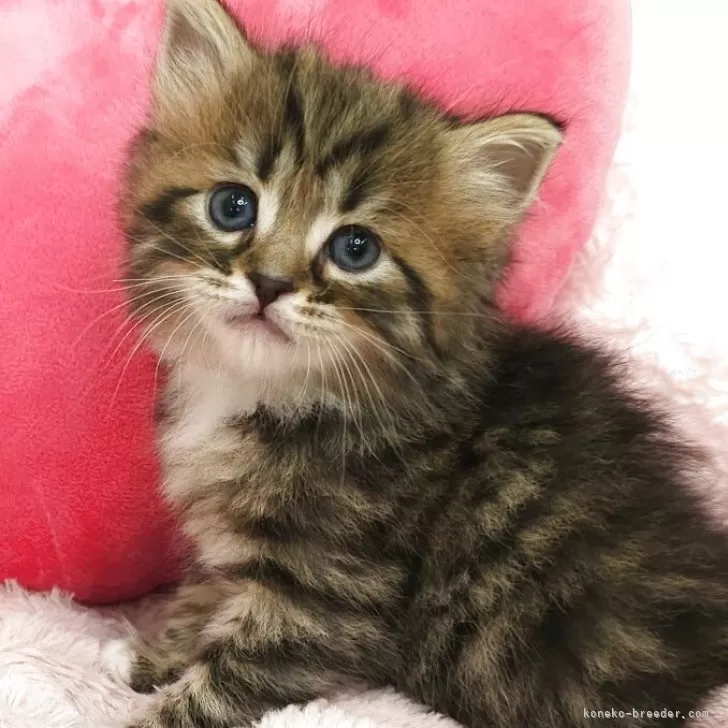 H.O 様のお迎えした子猫