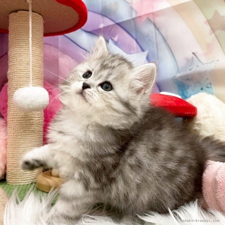 ブリーダー画像